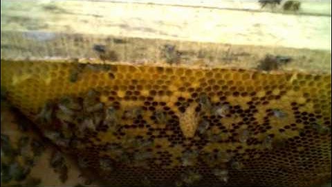 Early Season Supersedure in a Top Bar Hive: bees make themselves a new queen