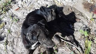 Rescue pitiful dog abandoned by the roadside in extremely bad condition