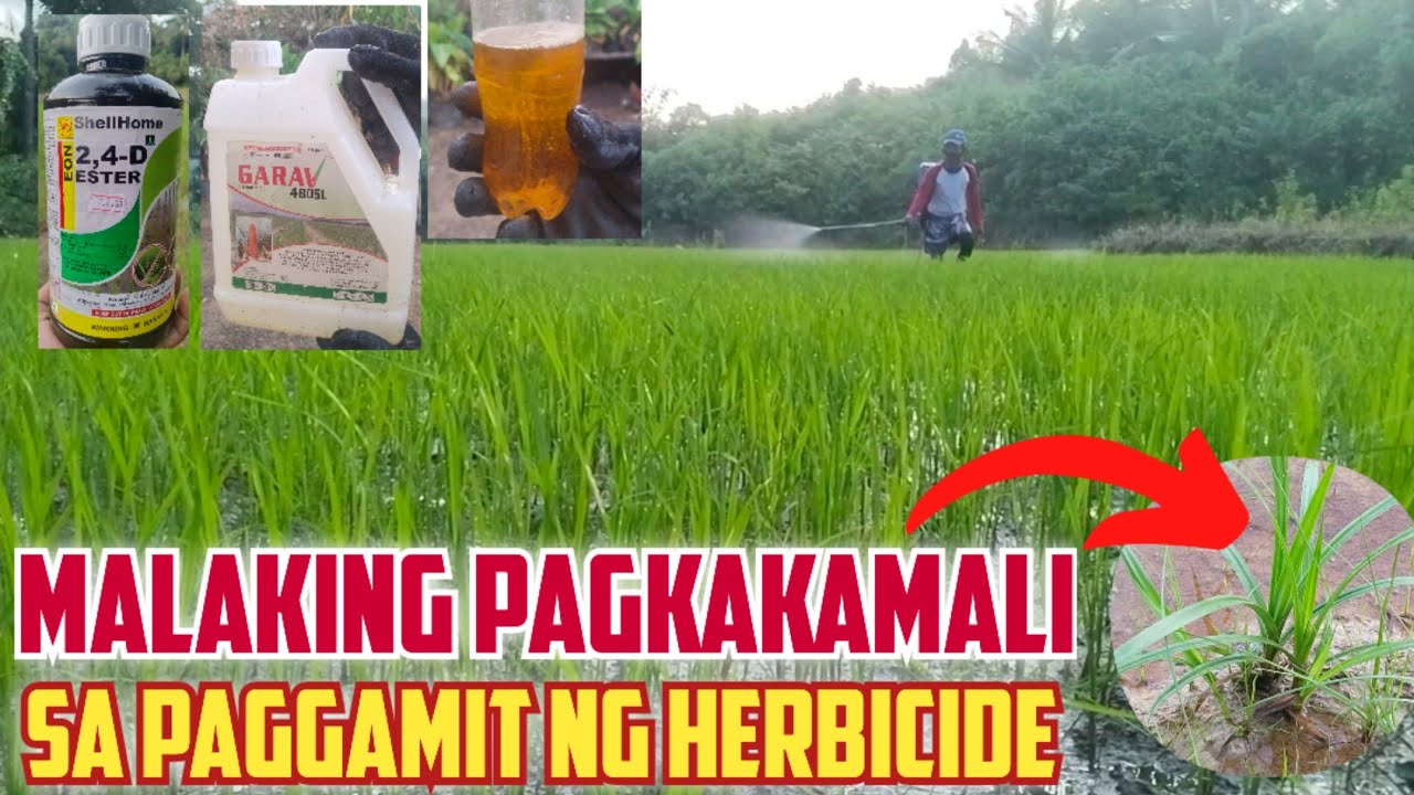 IMPOSIBLE PERO TOTOO: MALAKING PAGKAKAMALI SA PAGGAMIT NG HERBICIDE DAPAT MALAMAN MO ITO
