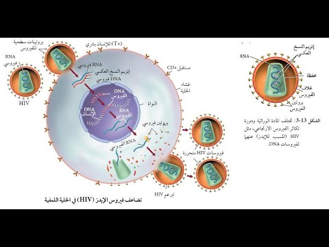 من امثلة الفيروسات الارتجاعية