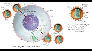 الفيروسات و البريونات  الجزء الثاني