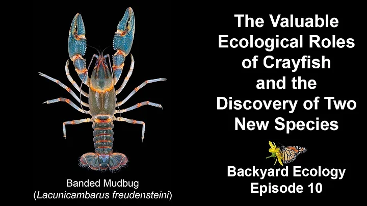 The Valuable Ecological Roles of Crayfish and the Discovery of Two New Species