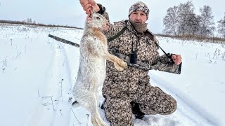 Охота на зайца с папой, зайца аж разорвало! Наваляли зайцев и домой. Охота в Сибири. Охота 2022.