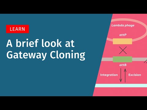A Brief Look at Gateway Cloning