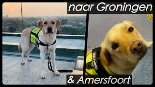 Bijeenkomst, Naar Groningen Dierenarts Vlog 32