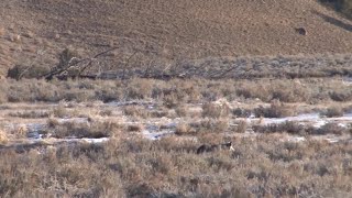 Calls for stiffer penalties after video of tortured wolf emerges in Wyoming