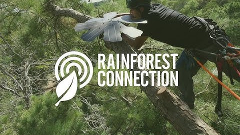 Rainforest Connection Intro