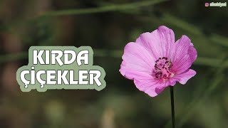 Kır Çiçekleri; Toros Dağları'nda Bahar Çiçekleri / Wild Flowers in the Toros Mountains