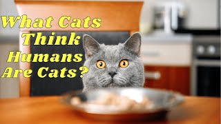 Do Cats Secretly Think Humans Are Just Big Cats? Unlocking The Feline Mystery by Adventurezoo 123 views 1 month ago 3 minutes, 1 second