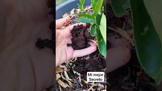 Este SECRETO me lo DIJO 1 JARDINERO para tener cítricos hermosos #shorts