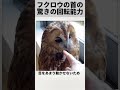 フクロウの首の驚きの回転能力