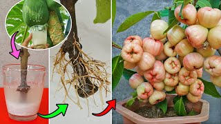 Method Of Growing Water Apple In Papaya Resin Very Unique Cutting Technique