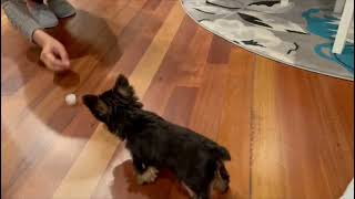 Laugh Out Loud: Adorable Yorkie Puppy vs Ice Cube - Hilarious Barking Encounter!