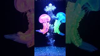Two Jellyfish Host a Wild Underwater Disco That Turns Shocking | Funny AI Animation | Nebula Shot