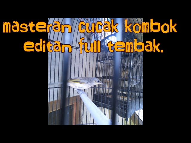 Masteran cucak kombok full tembak editan. class=