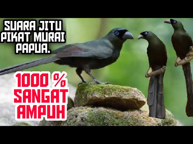 suara pikat burung murai papua atau murai irian class=