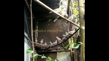 perkutut lokal blora manggung di kandang aviary