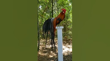 Crowing Under the Bamboos - Bantam Phoenix Qaib Dib Tw Ntev Rooster