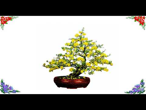 Lớp 5 - Tập làm văn - Bài: Tả cây cối kiểm tra viết (tiết 2)