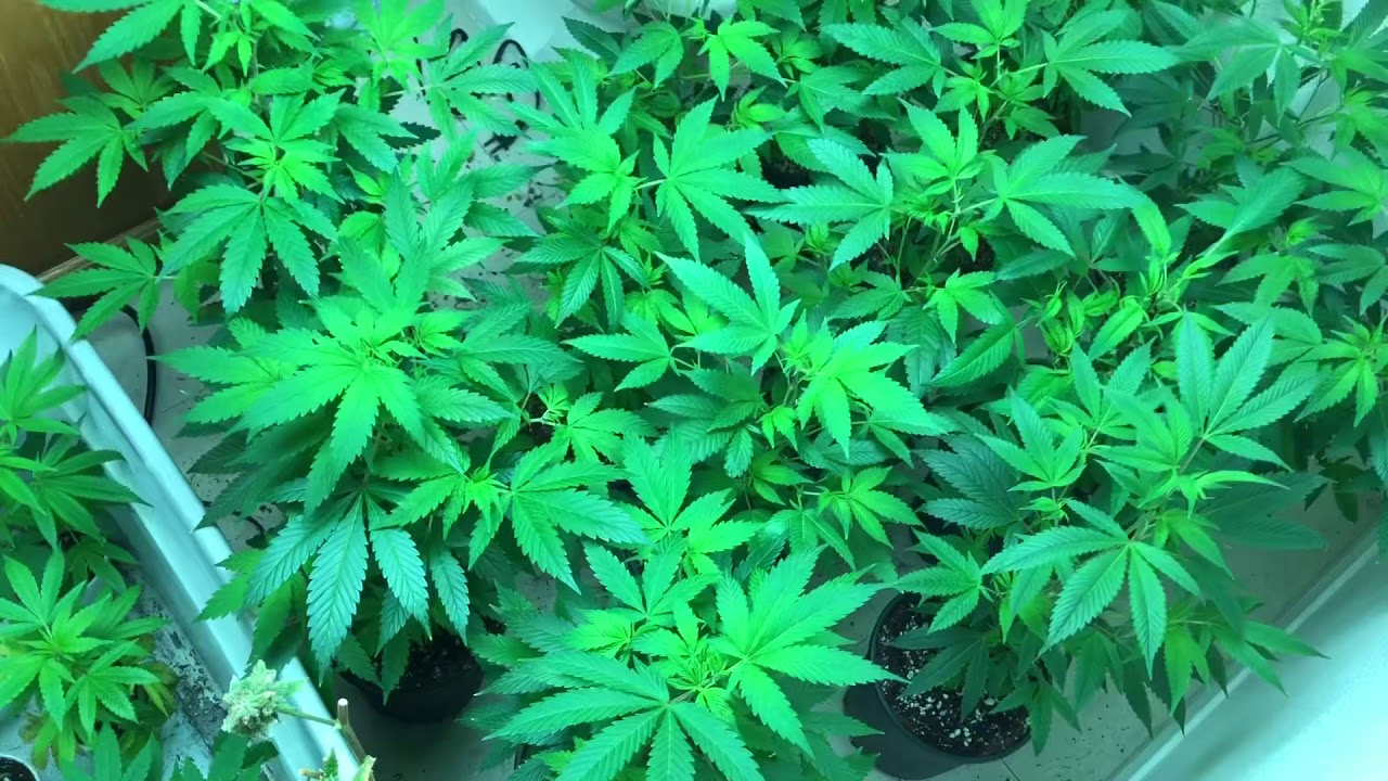 Cannabis Clone and reveg update