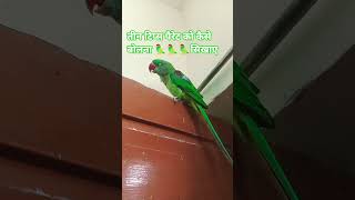 parrot tips training thinking🦜🦜🦜#talkingparot #parrot #trending # #nonstoptalkingparrot #shortvideo