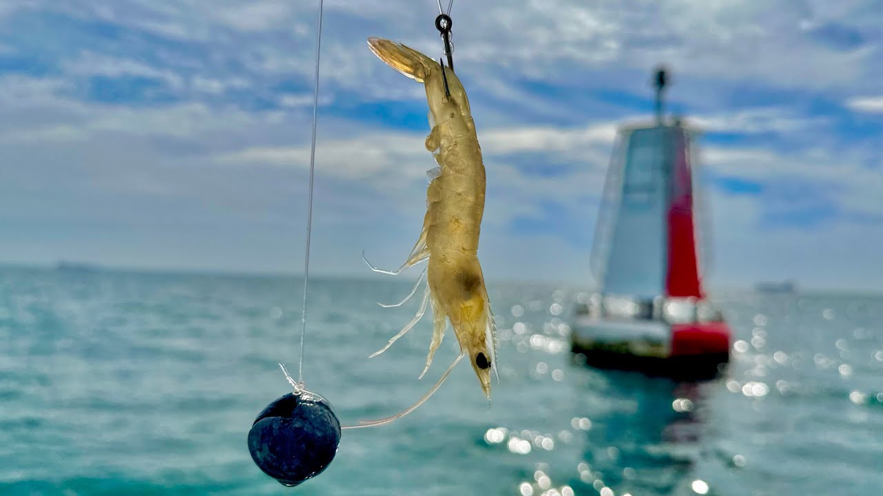 PESCA con CAMARÓN VIVO a FONDO || CABRILLAS.