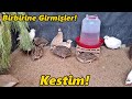 Bıldırcınları Kestim!/Bir Birlerinin Gözünü Çıkartmışlar!#Kümes#bıldırcın#tavuk