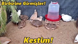 Bıldırcınları Kestim/Bir Birlerinin Gözünü Çıkartmışlarümes