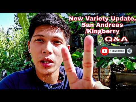 Strawberry sa Mainit na lugar New Variety Update, San Andreas/Kingberry. Q&A Tayo. #strawberryph