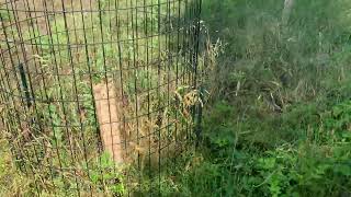 Locust lane - june 2026 tending update