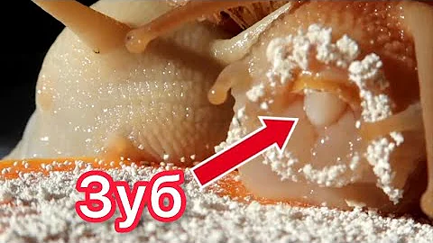УВИДЕЛА ЗУБ У УЛИТКИ😱ЖАДНО ЕДЯТ АЖ ХРУСТ ЗУБОВ СЛЫШЕН😬
