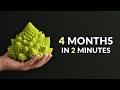 I Filmed Romanesco Broccoli For 4 Months