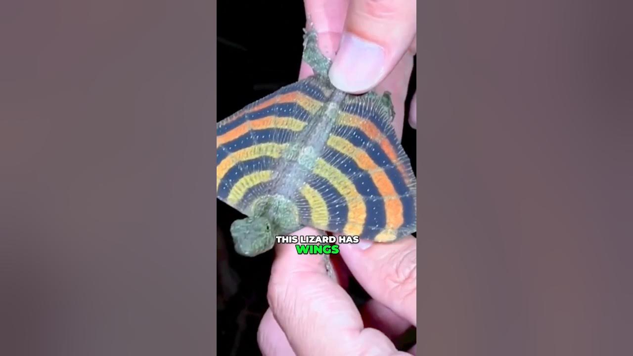 Real Dragon Lizard That Can Fly! 🐉🦎 | Nature’s Flying Reptile