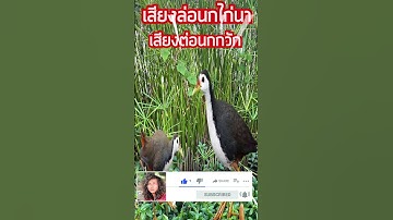 #เสียงนกกวัก/เสียงล่อนกไก่นา
