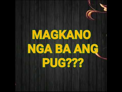 Video: Paano Pumili Ng Isang Pug Puppy