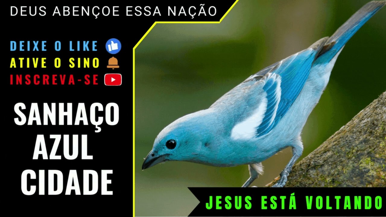 🟢 - SANHAÇO CANTO CIDADE - COM CANTO E CHAMADO DE FÊMEA PARA ENSINAR E FOGUEAR