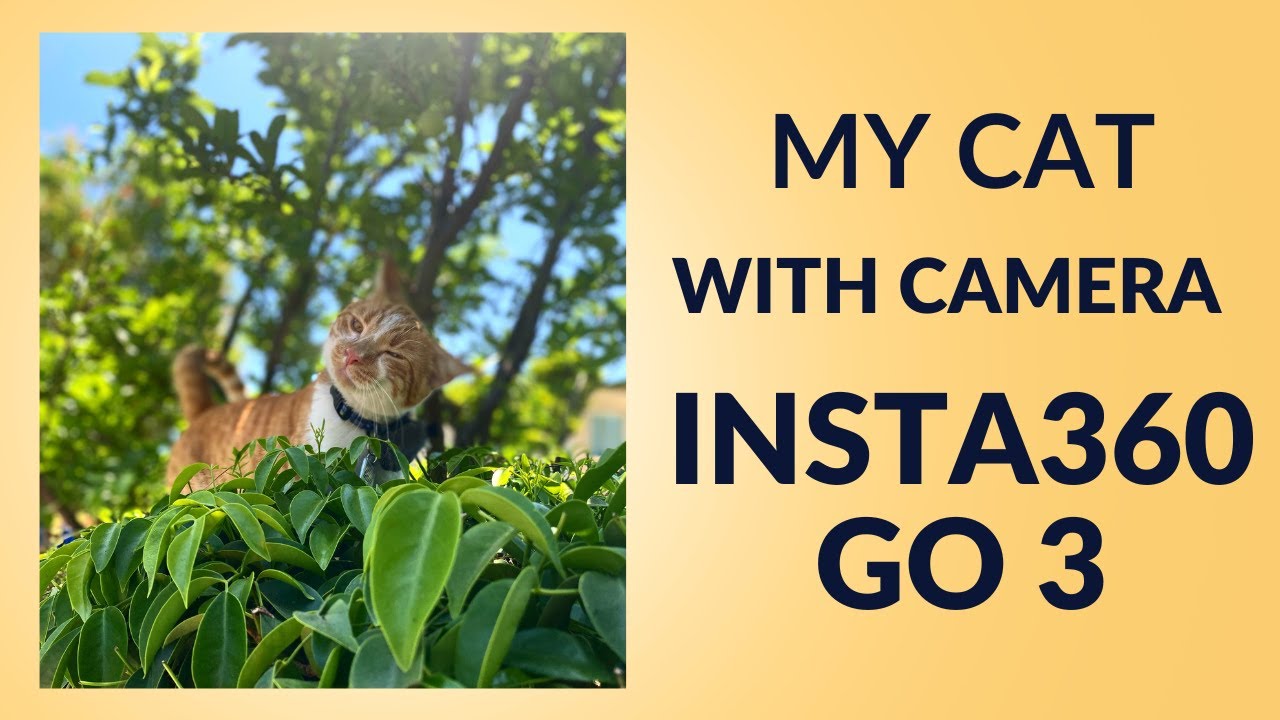 CAT with Insta360 Go 3 Climbs Trees and Chats with Birds Adventure of