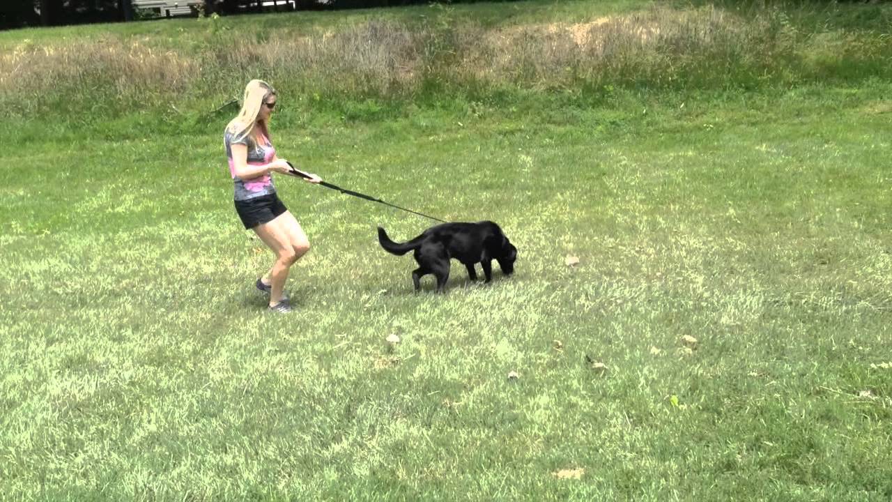 labrador pulling on lead