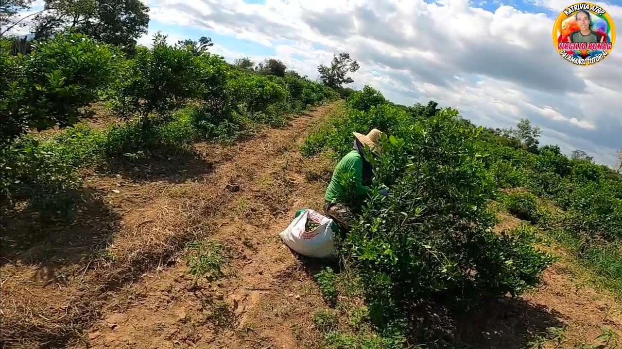50 BAG 2 ARAW NA PINITAS 1 TAON BATANG CALAMANSI PINAG AANIHAN NA