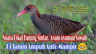 Download Lagu Suara pikat Burung Sintar/Ayam Ayaman mp3 || Di Jamin Ampuh Auto Menghampiri MP3 Download Lagu Suara pikat Burung Sintar/Ayam Ayaman mp3 || Di Jamin Ampuh Auto Menghampiri MP3