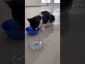 My daily routine- feeding food to her 🐼🥣 #straycat #strayanimals #animallovers #catshorts #animal