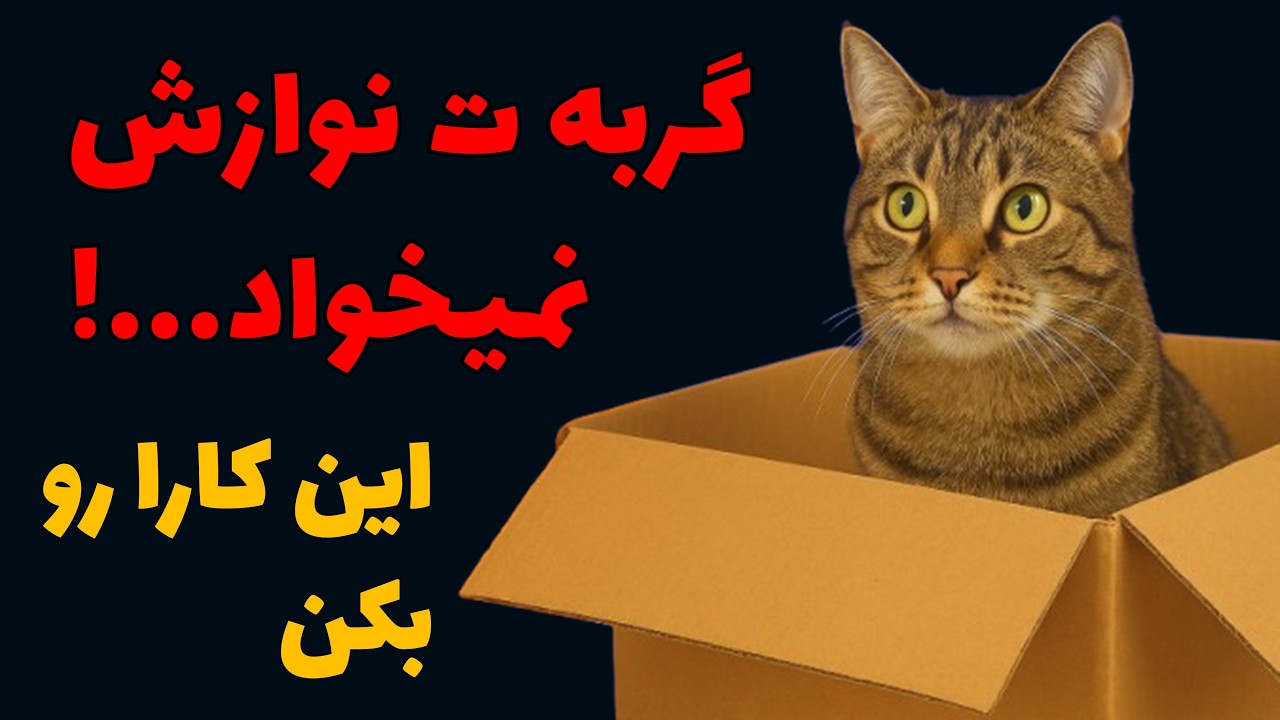 12 نیاز پنهان گربه ها که نمی تونن بهت بگن و خیلی از نوازش براشون مهم تره