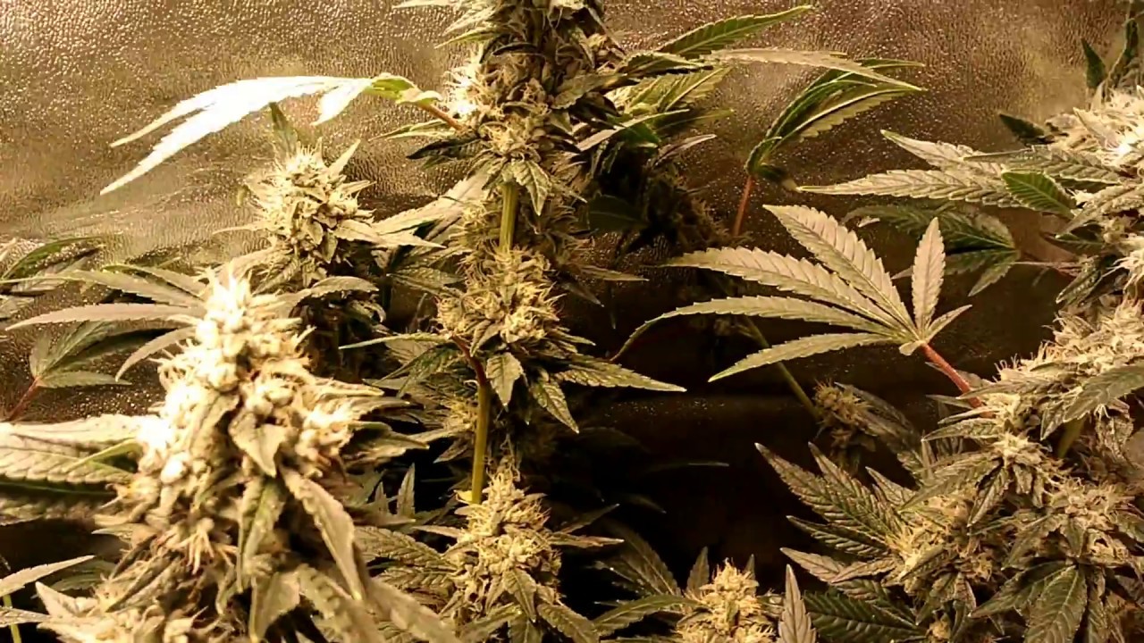 2x4 grow tent  600wHPS  .