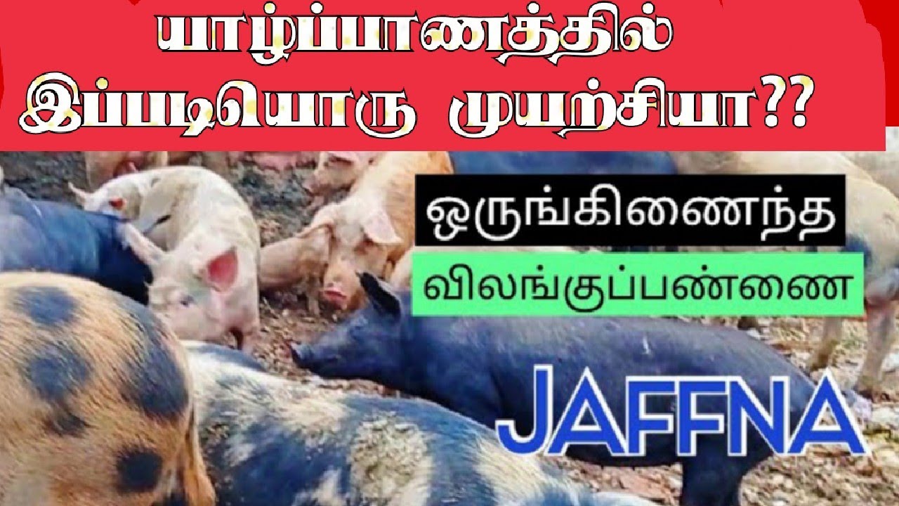 யாழ்ப்பாணம் ஒருங்கிணைந்த விலங்கு பண்ணை | Integrated farm