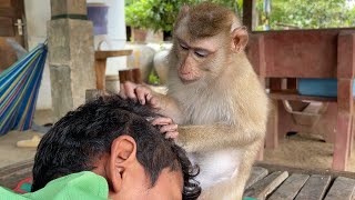 ASMR Monkey Grooming \\  Smart Zueii Tired Of Grooming Everyday by ZUEII MONKEY 2,762 views 6 days ago 2 minutes, 42 seconds