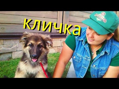 КАК ПРИУЧИТЬ щенка  к кличке ЛЕГКО и ПРОСТО.