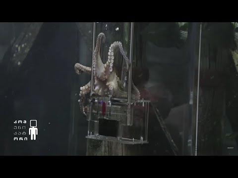 ფოტოგრაფი რვაფეხა