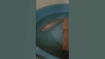 cá điêu hồng có một linh hồn và nó đã qua đời khiến cá rô phi cũng đau lòng