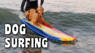 Teach Your Dog to SURF with Simple 5-Step Guide