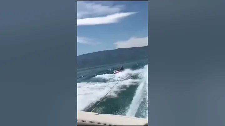 Wee meme #Shorts #funny #Wee #meme #animals #funnyvideo #viral #tiiktok